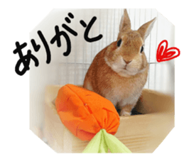 rabbit,maron sticker #13628289