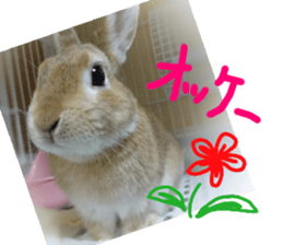 rabbit,maron sticker #13628290