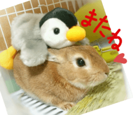 rabbit,maron sticker #13628291