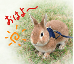 rabbit,maron sticker #13628292