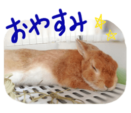rabbit,maron sticker #13628293