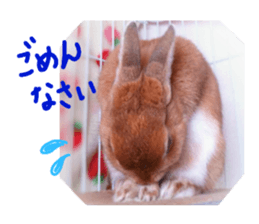 rabbit,maron sticker #13628295