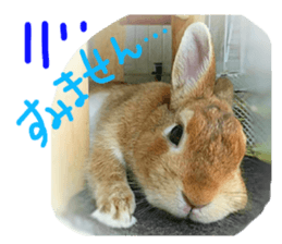 rabbit,maron sticker #13628296