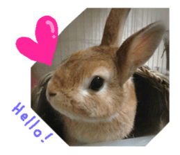 rabbit,maron sticker #13628297