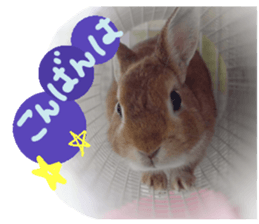 rabbit,maron sticker #13628300