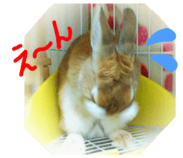 rabbit,maron sticker #13628301