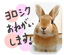 rabbit,maron sticker #13628302