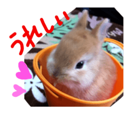 rabbit,maron sticker #13628303