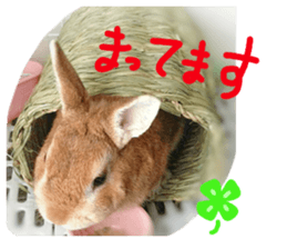 rabbit,maron sticker #13628305