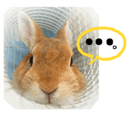 rabbit,maron sticker #13628307