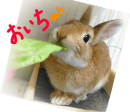 rabbit,maron sticker #13628308