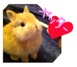 rabbit,maron sticker #13628310