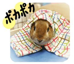 rabbit,maron sticker #13628311