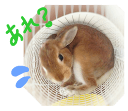 rabbit,maron sticker #13628312