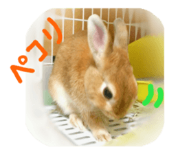 rabbit,maron sticker #13628313