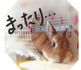 rabbit,maron sticker #13628314