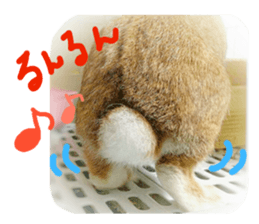 rabbit,maron sticker #13628315