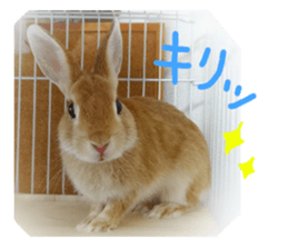 rabbit,maron sticker #13628316