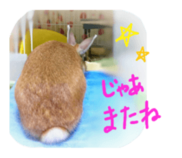 rabbit,maron sticker #13628317