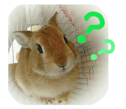 rabbit,maron sticker #13628318