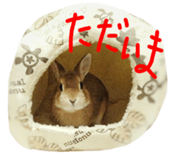 rabbit,maron sticker #13628319