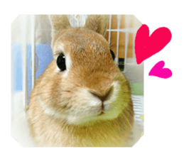 rabbit,maron sticker #13628321