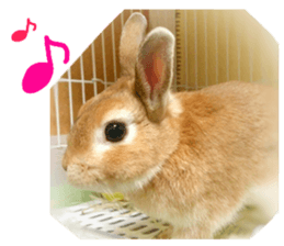 rabbit,maron sticker #13628322