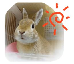 rabbit,maron sticker #13628323