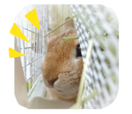 rabbit,maron sticker #13628324