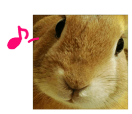 rabbit,maron sticker #13628325