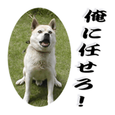 Potchan Pochipochi sticker #13628406