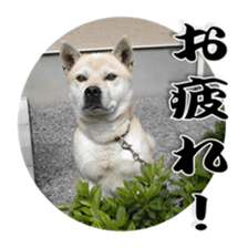 Potchan Pochipochi sticker #13628408