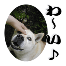 Potchan Pochipochi sticker #13628409