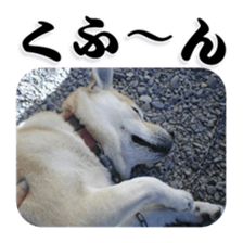 Potchan Pochipochi sticker #13628410