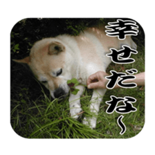 Potchan Pochipochi sticker #13628411