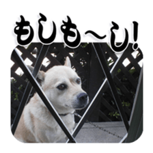 Potchan Pochipochi sticker #13628412