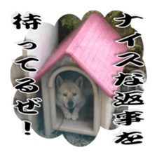 Potchan Pochipochi sticker #13628413