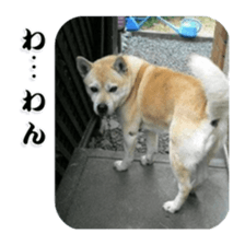 Potchan Pochipochi sticker #13628414