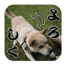 Potchan Pochipochi sticker #13628415