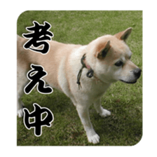 Potchan Pochipochi sticker #13628416