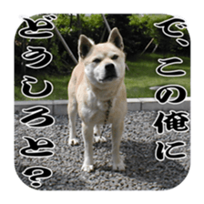 Potchan Pochipochi sticker #13628417