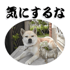 Potchan Pochipochi sticker #13628418