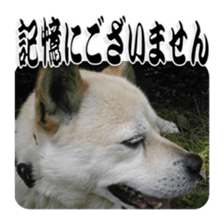 Potchan Pochipochi sticker #13628419