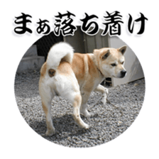 Potchan Pochipochi sticker #13628420