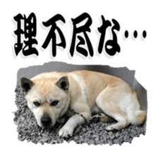 Potchan Pochipochi sticker #13628421