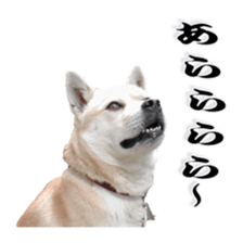 Potchan Pochipochi sticker #13628422