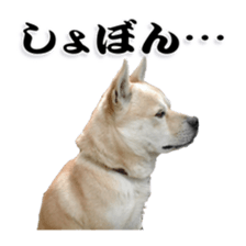 Potchan Pochipochi sticker #13628423