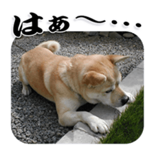 Potchan Pochipochi sticker #13628424