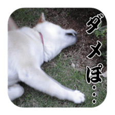 Potchan Pochipochi sticker #13628425