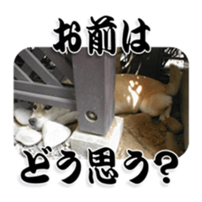 Potchan Pochipochi sticker #13628426